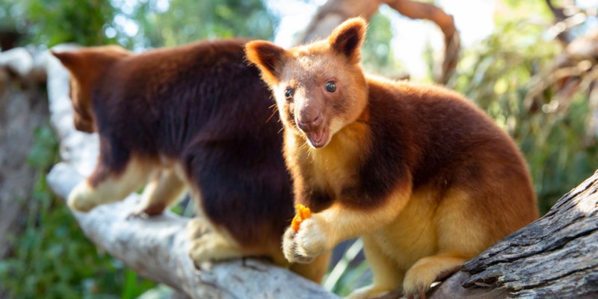 Services Healesville Sanctuary